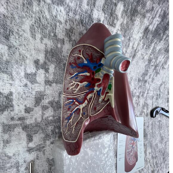 Vtg GPI Anatomical Lung Model – 3D Cross-Section Teaching Model w/ Stand & Chart - Picture 2 of 3